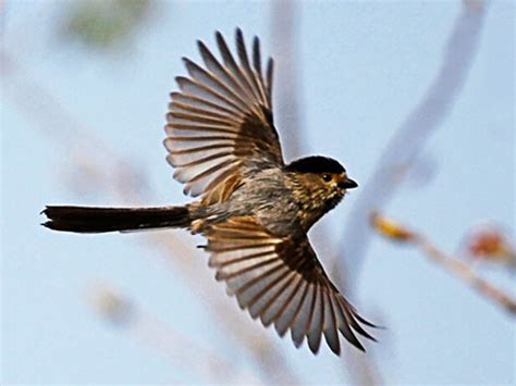 夢見鳥飛走|夢見鳥、小鳥